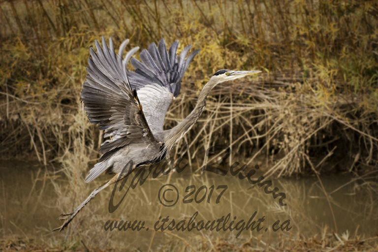 Heron taking off, by Carol Quinn. ID 1CQ3203 rev 1b