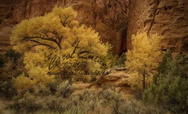 Long slot canyon entrance, by Carol Quinn. ID _1CQ6186