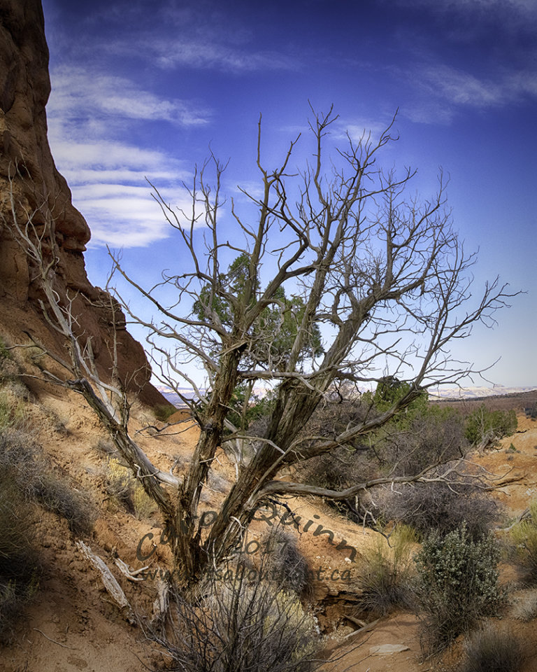 Tree Sentinel Trail, by Carol Quinn. ID 1CQ7475-76 rev 1f