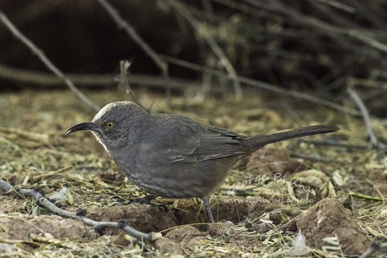 Unknown bird, Riparian Preserve at Water Ranch in Gilbert AZ. By George Brunt. ID 1GB5720 rev 1b