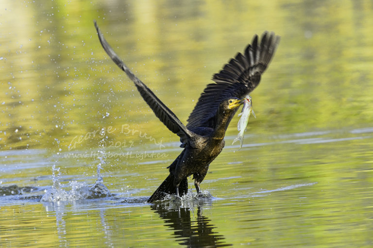 Comorant with fish taking off, Riparian Preserve at Water Ranch in Gilbert AZ. By George Brunt. ID 1GB5725 rev 1b