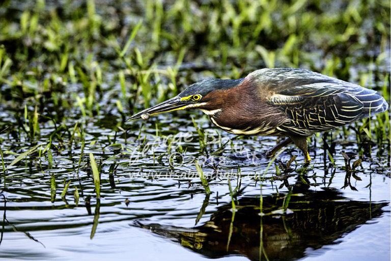 Green Heron with fish, Riparian Preserve at Water Ranch in Gilbert AZ. By George Brunt. ID 1GB8851 rev 1d