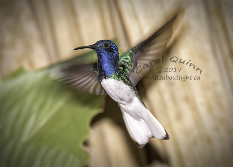White-necked Jacobin Hummingbird, by Carol Quinn. ID 2CQ0420 rev 1c