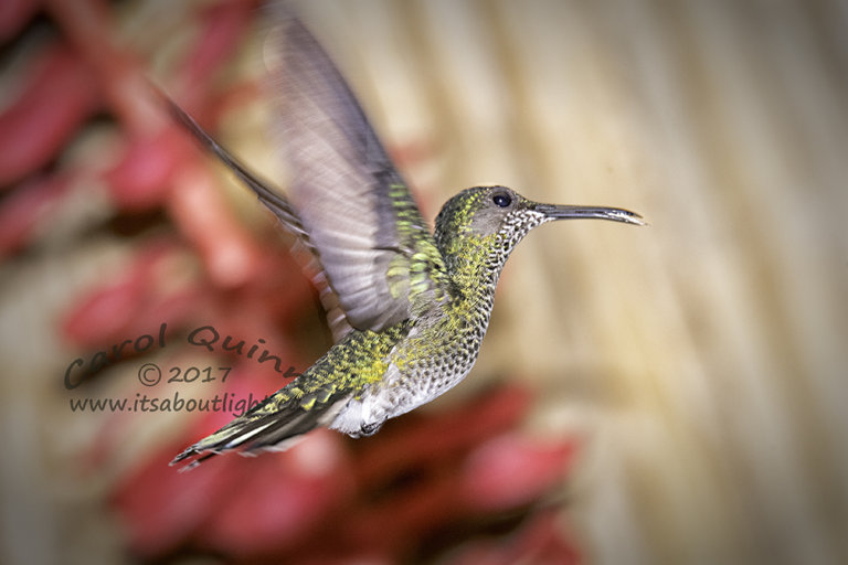 Female Black-Chinned Hummingbird, by Carol Quinn. ID 2CQ0443 rev 1b