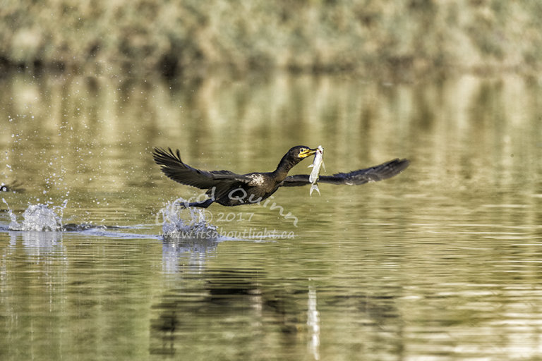 Comorant flying with fish, by Carol Quinn. ID 2CQ1508 rev 1b