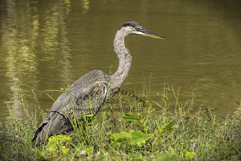 Great Blue Heron, by Carol Quinn. ID 2CQ6034 rev 1b