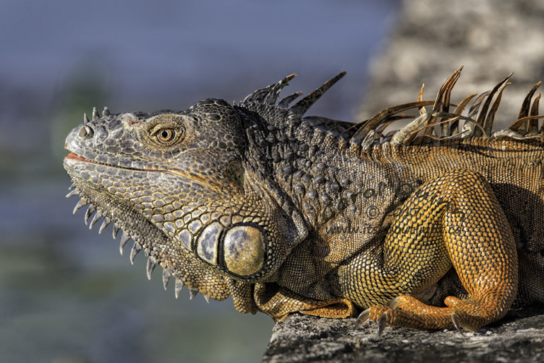 Iguana, Copa Banana. By Carol Quinn. ID _2CQ6105 rev 1c