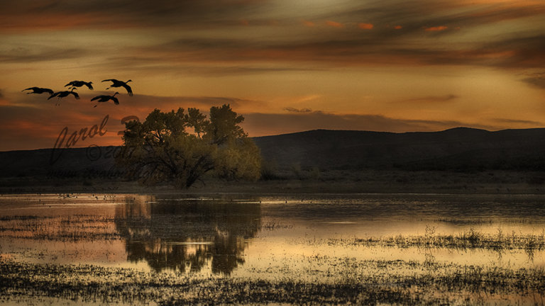 Tree in pond at sunset with cranes, by Carol Quinn. IDs 2CQ7090 and 92 rev 1c, and _2CQ7028