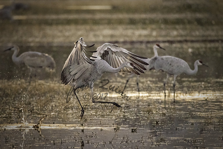 Crane landing at sunset, by Carol Quinn. ID 2CQ7366 rev 1d