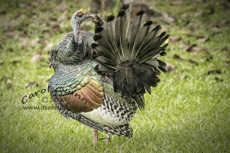 Ocellated Turkey, by Carol Quinn. ID 2CQ8397 rev 1d