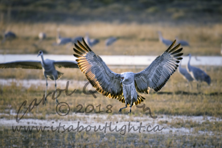 Crane landing, by Carol Quinn. ID 2CQ8514 rev 1d