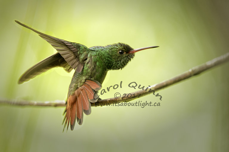 Rufous Hummingbird, by Carol Quinn. ID 2CQ8639 rev 1b