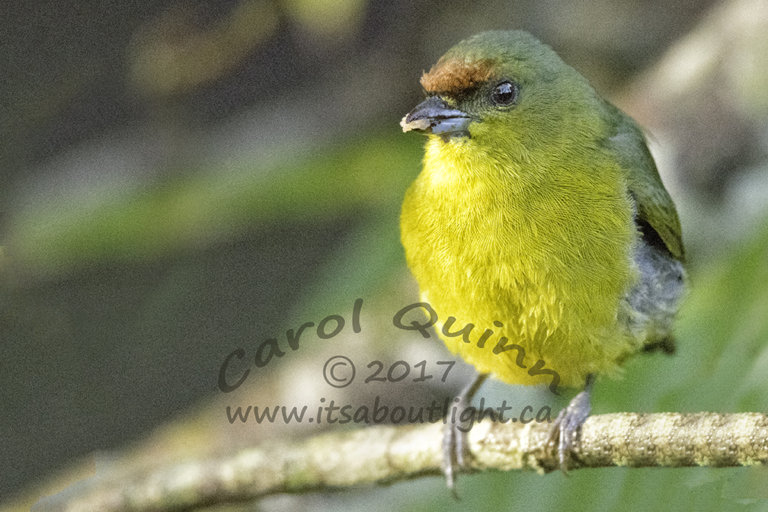 Female Yellow-throated Euphonia, by Carol Quinn. ID 2CQ9778 rev 1c