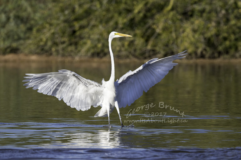 Great Egret with wings up, Riparian Preserve at Water Ranch in Gilbert AZ. By George Brunt. ID 2GB0528 rev 1a