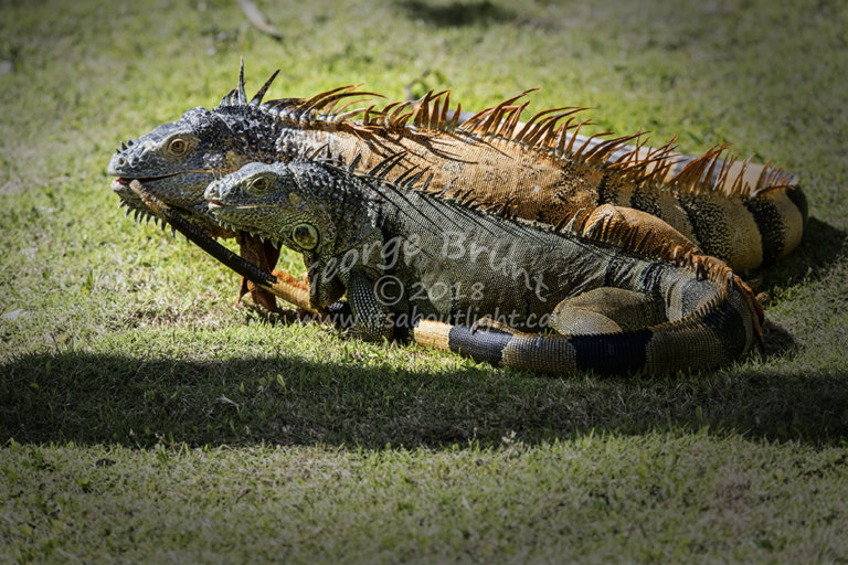 Iguana romance, by George Brunt. ID _2GB2233 rev 1d