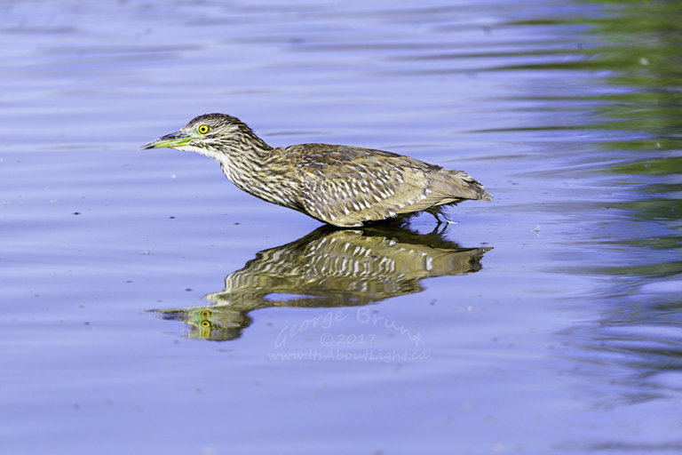 Immature Black Crowned Night Heron, by George Brunt. ID 2GB7867 rev 1a