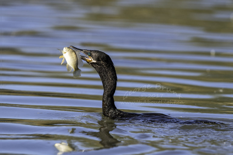 Commorant with fish, by George Brunt. ID 2GB8605 rev 1c