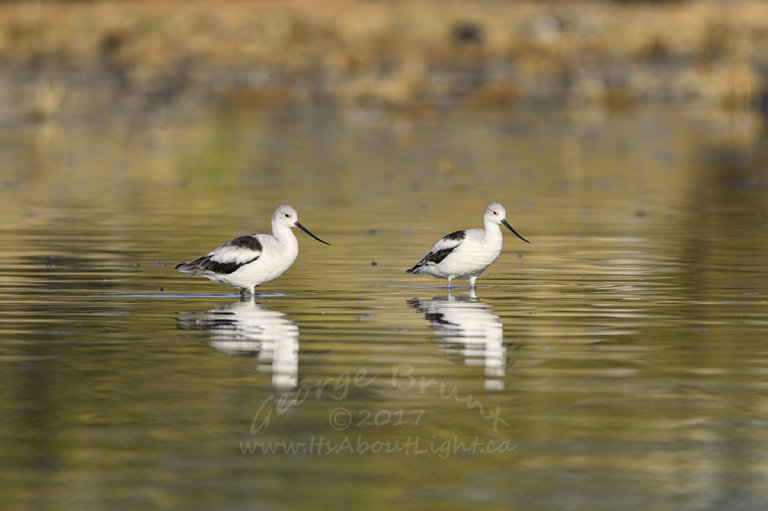 American Avocet wading 2, by George Brunt. ID 2GB9053 rev 1