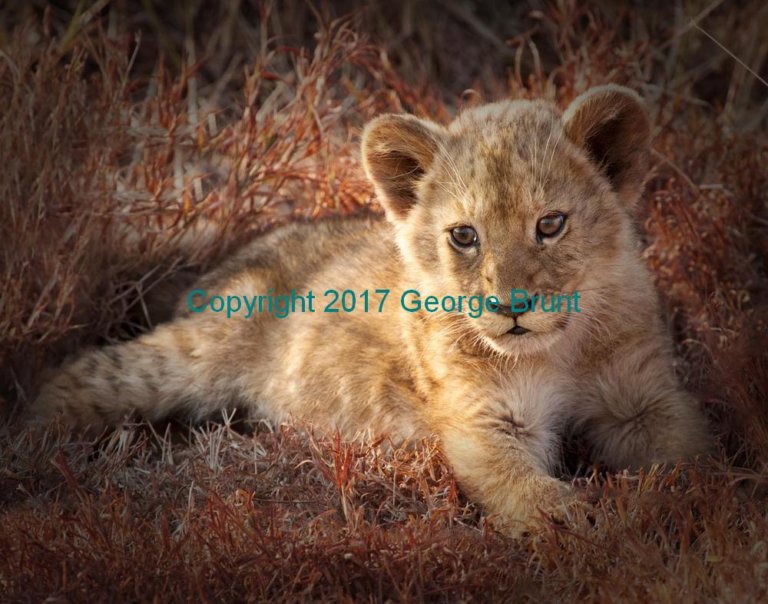 Lion cub 2, by George Brunt. ID 7CQ_1058