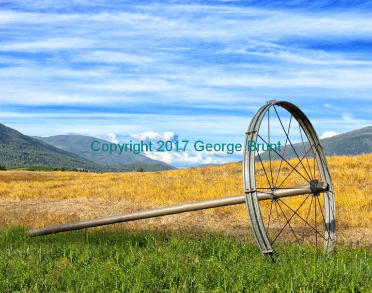 Yellow field, by George Brunt. ID 7CQ_4241