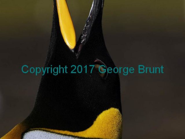 King Penguin Bugling, by George Brunt. ID 7GB9676