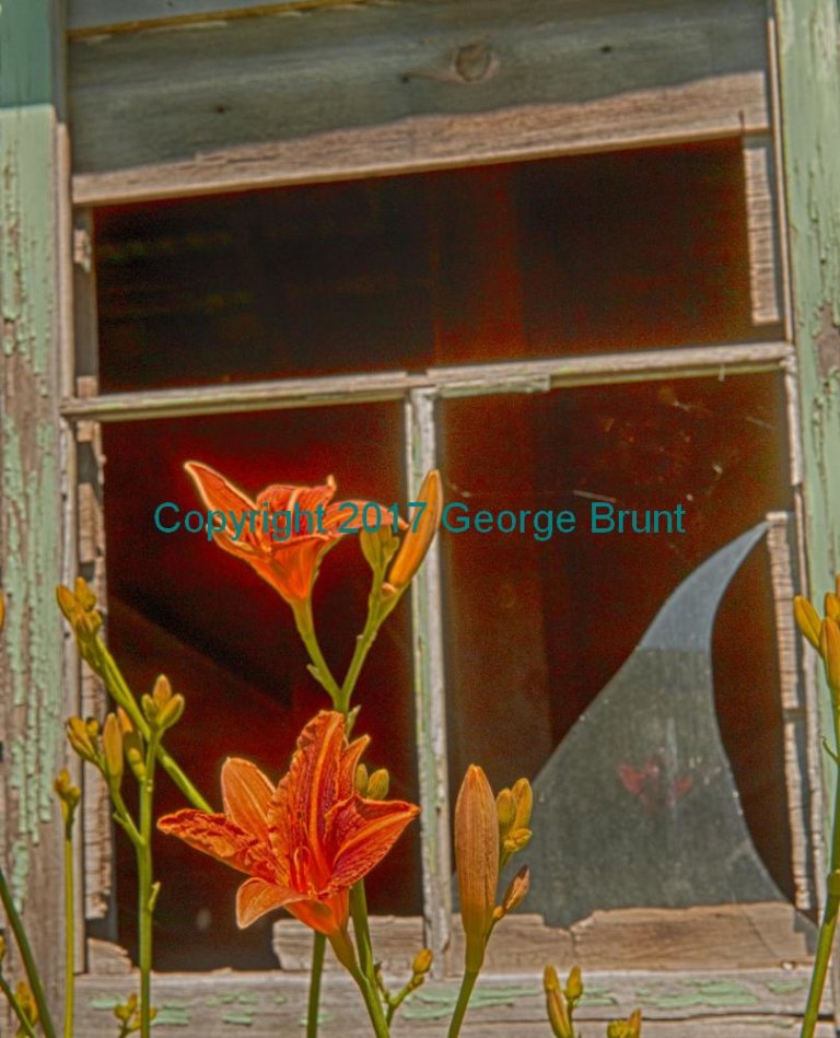Day lily window, by George Brunt. ID 7GB_9345