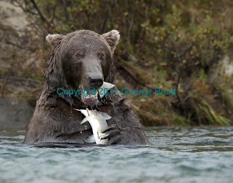 Bear eating fish close up, by George Brunt. ID _CQ72445
