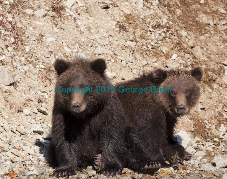 Bear cubs 2, by George Brunt. ID _CQ75762
