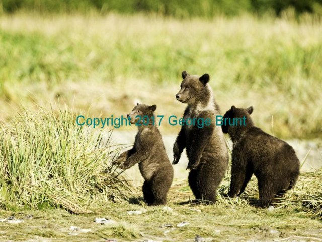 Bear cubs, by George Brunt. ID _GEB4909 rev 1