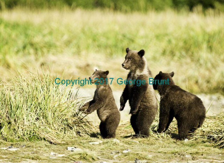 Bear cubs, by George Brunt. ID _GEB4909 rev 1