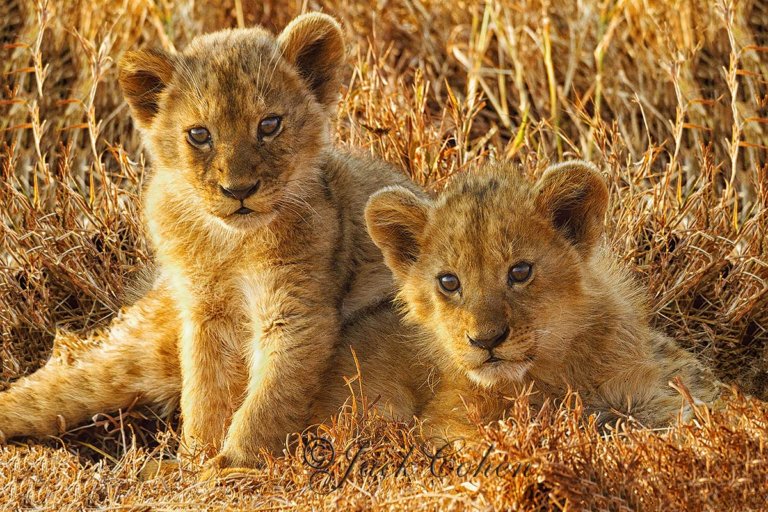 Lion cubs by Jack Cohen. ID _MG_4211