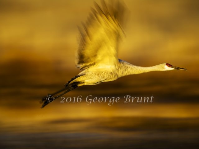 Sandhill Crane in Flight, taken by George Brunt. ID _3GB0572