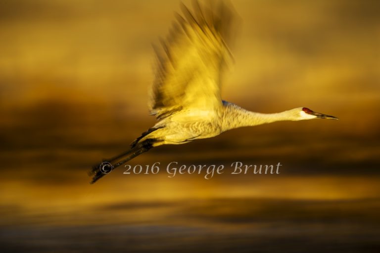 Sandhill Crane in Flight, taken by George Brunt. ID _3GB0572