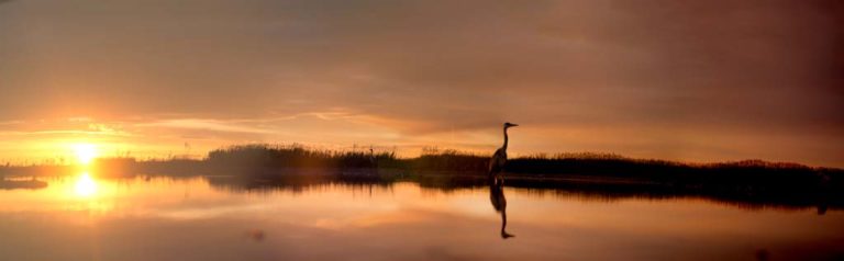Lake at sunrise with heron, by George Brunt. ID 4gb1962-65