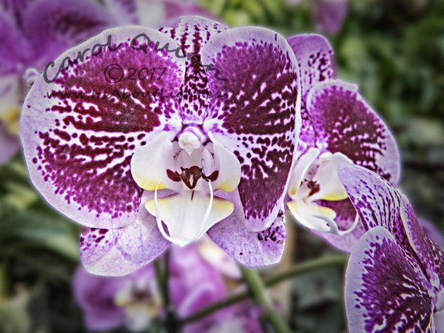 Orchid, Royal Flora in Chiangmai, by Jack Cohen. ID 5CQ5183
