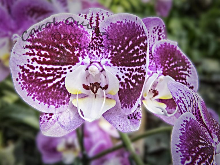 Orchid, Royal Flora in Chiangmai, by Jack Cohen. ID 5CQ5183