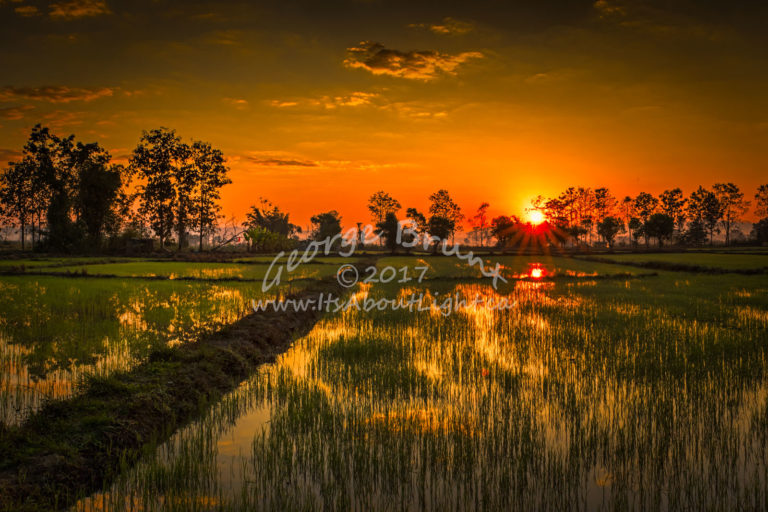 Chiang Rai rice field, by George Brunt. ID 5gb5945-49