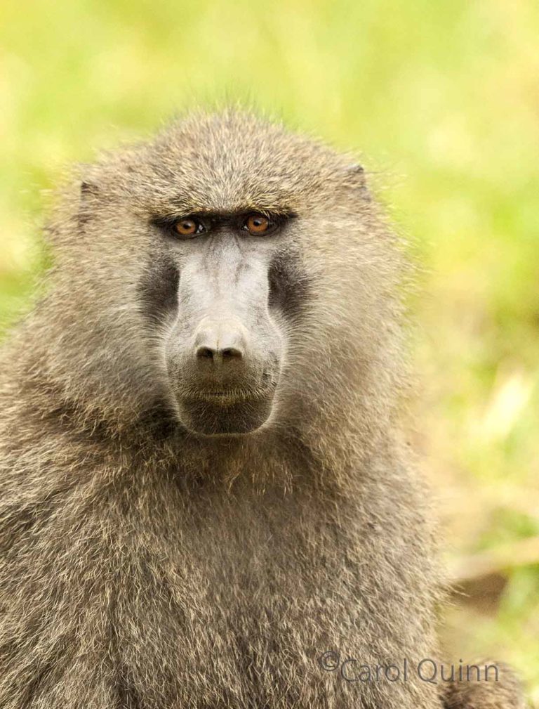 Baboon portrait, by Carol Quinn. ID 7CQ_2470