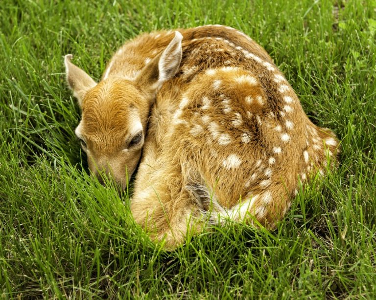 Newly born fawn, by Carol Quinn. ID 7CQ_6945 rev 1