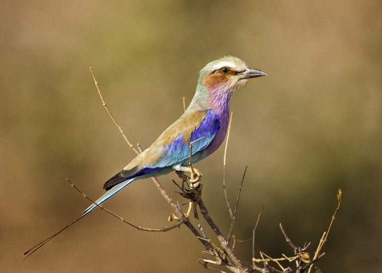 Lilac breasted Roller, by Carol Quinn. ID _CQ76782