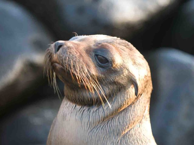 Seal from Galapagos, Ecuador, by George Brunt. ID GEB6706